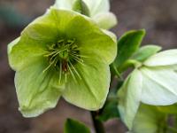 Schneerosen Blüte weißgrün